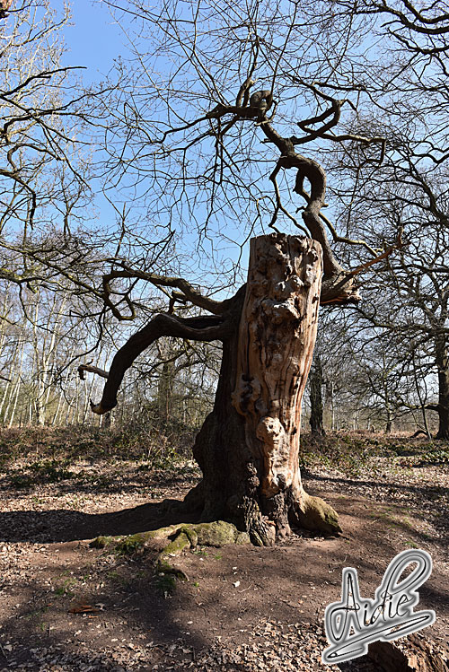 Sherwood Forest Oak